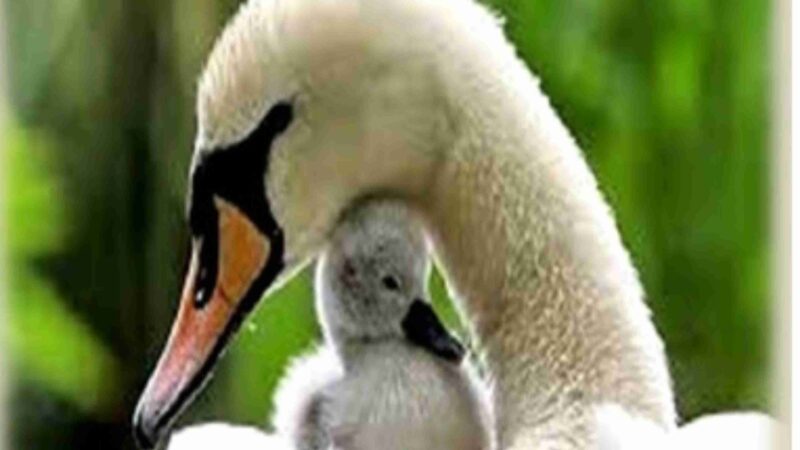 MOTHER’S DAY BRUNCH @ THE REEF On 08th May 2022!