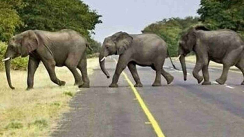 வனவிலங்குகள் இடம இருந்து மக்களின் உயிர் காக்கப்படுமா!